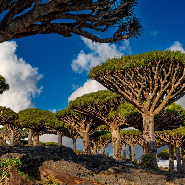 DoD denies using occupied Yemeni island to fight Houthis