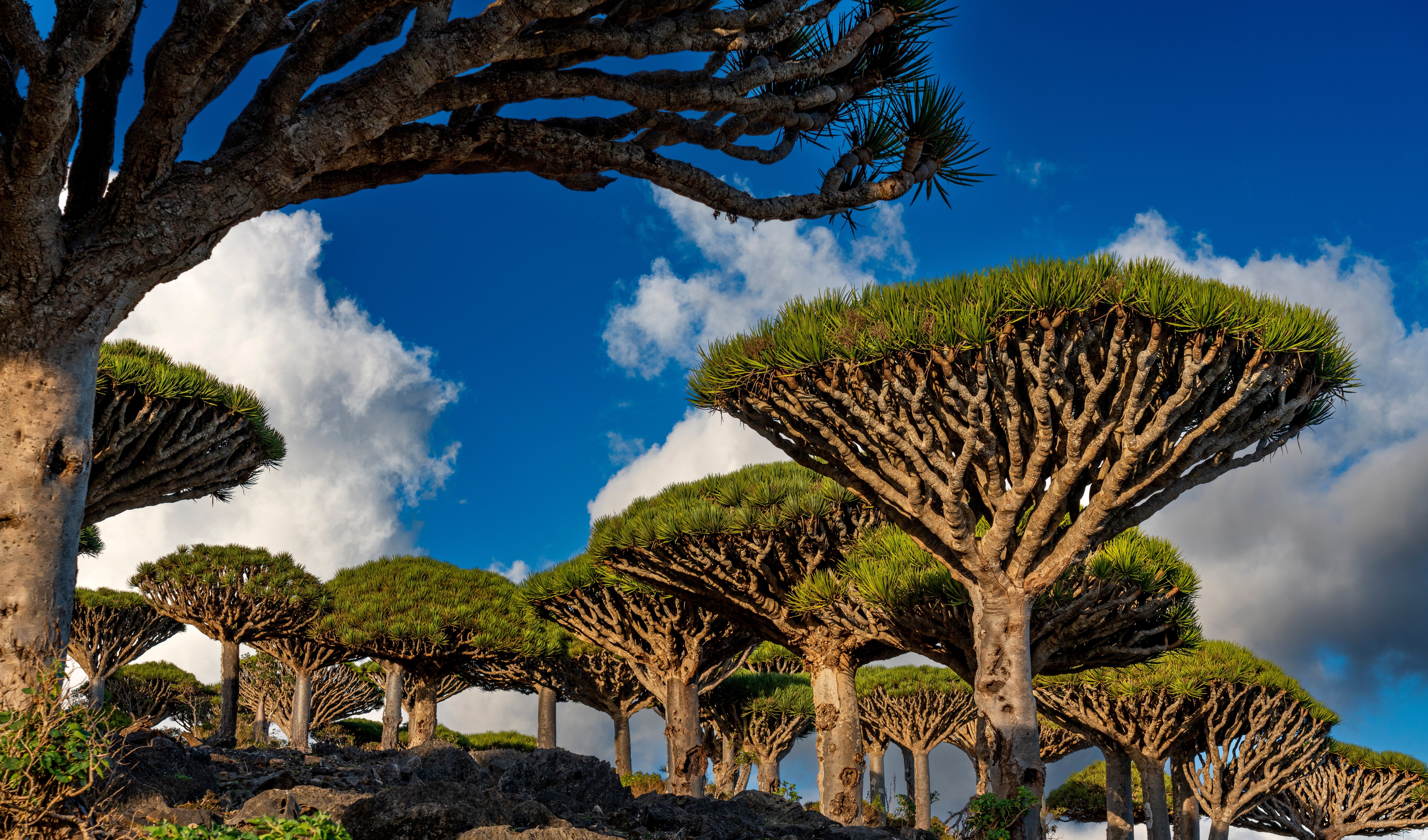 DoD denies using occupied Yemeni island to fight Houthis