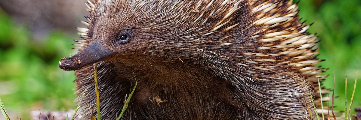 Can a spiny echidna help Australia avoid cold war with China?