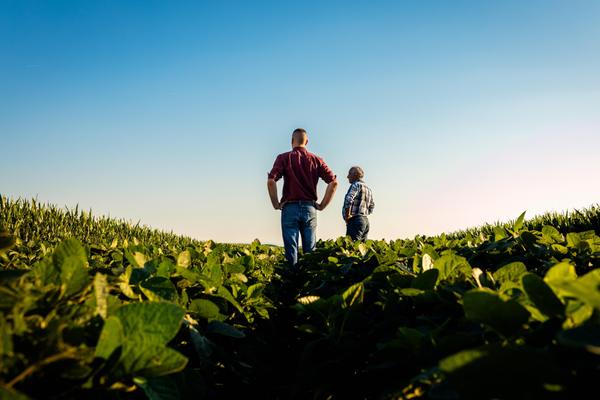 Two farmers stand in a field looking at soy crop